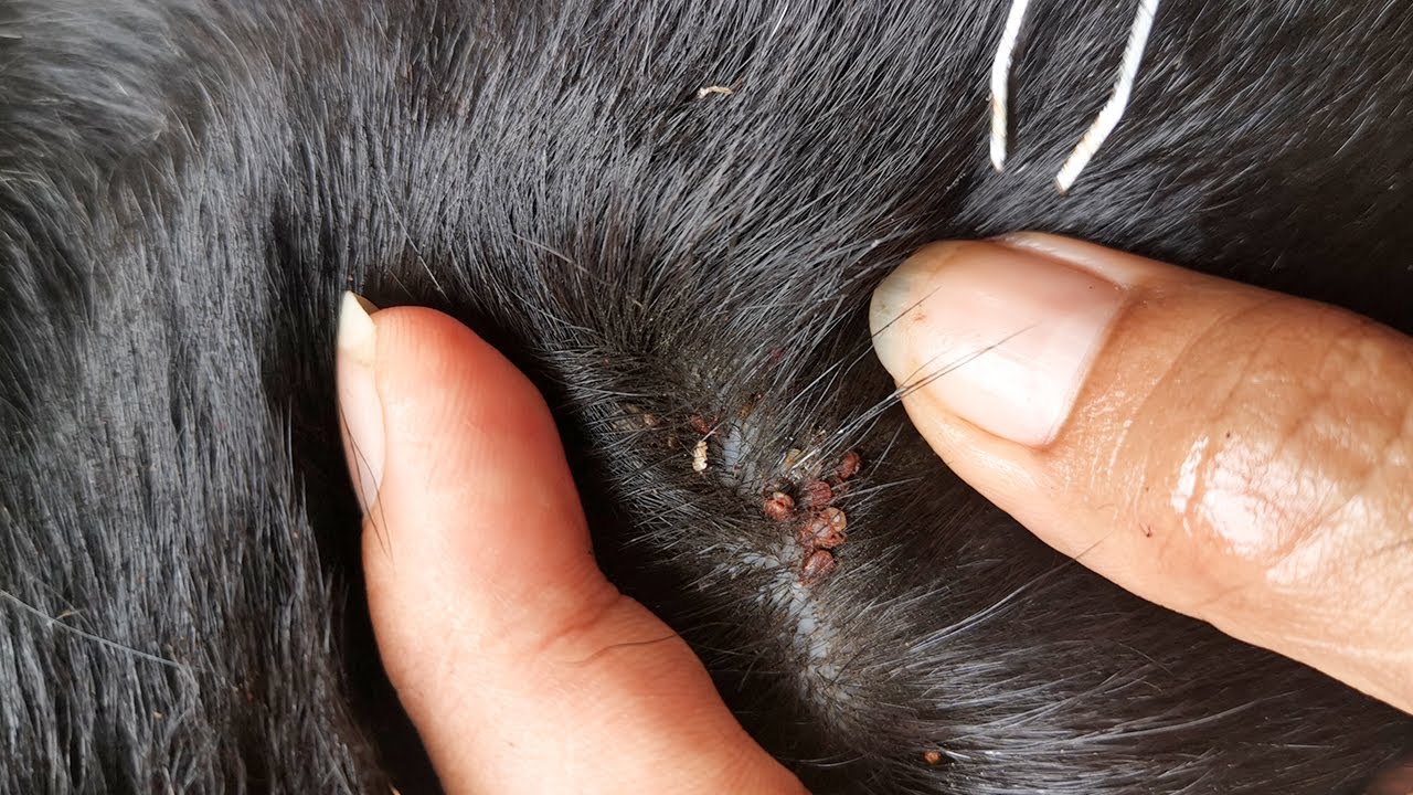 How To Remove Big Ticks From Dog - Removing Many Ticks From Black Dog EP04