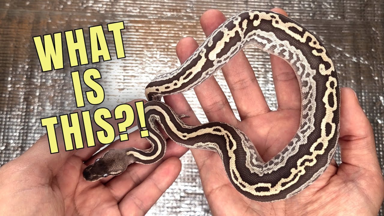 Did I Find a NEW Ball Python Morph?!
