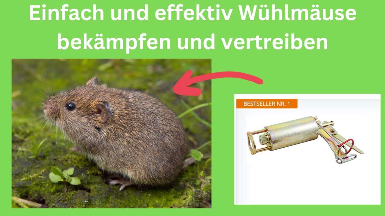 W&Uuml;HLMAUSFALLEN TEST 2025 ▷ die besten 7 im Vergleich [+Kaufberatung und Testsieger]