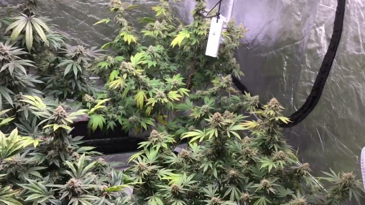 Pacific Seed Bank против Dutch Seed Bank. 9 недель цветения 🏹