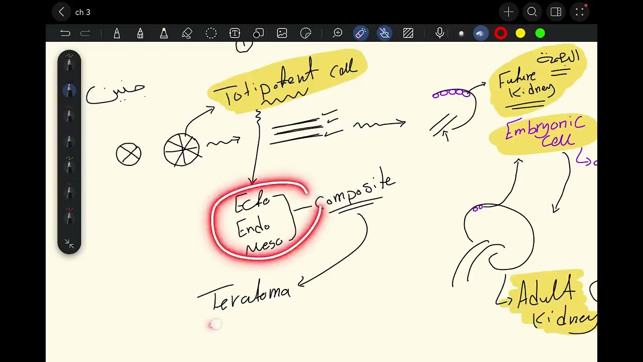 MFM Pathology -Teratoma , Hamartoma & Embryonic tumors