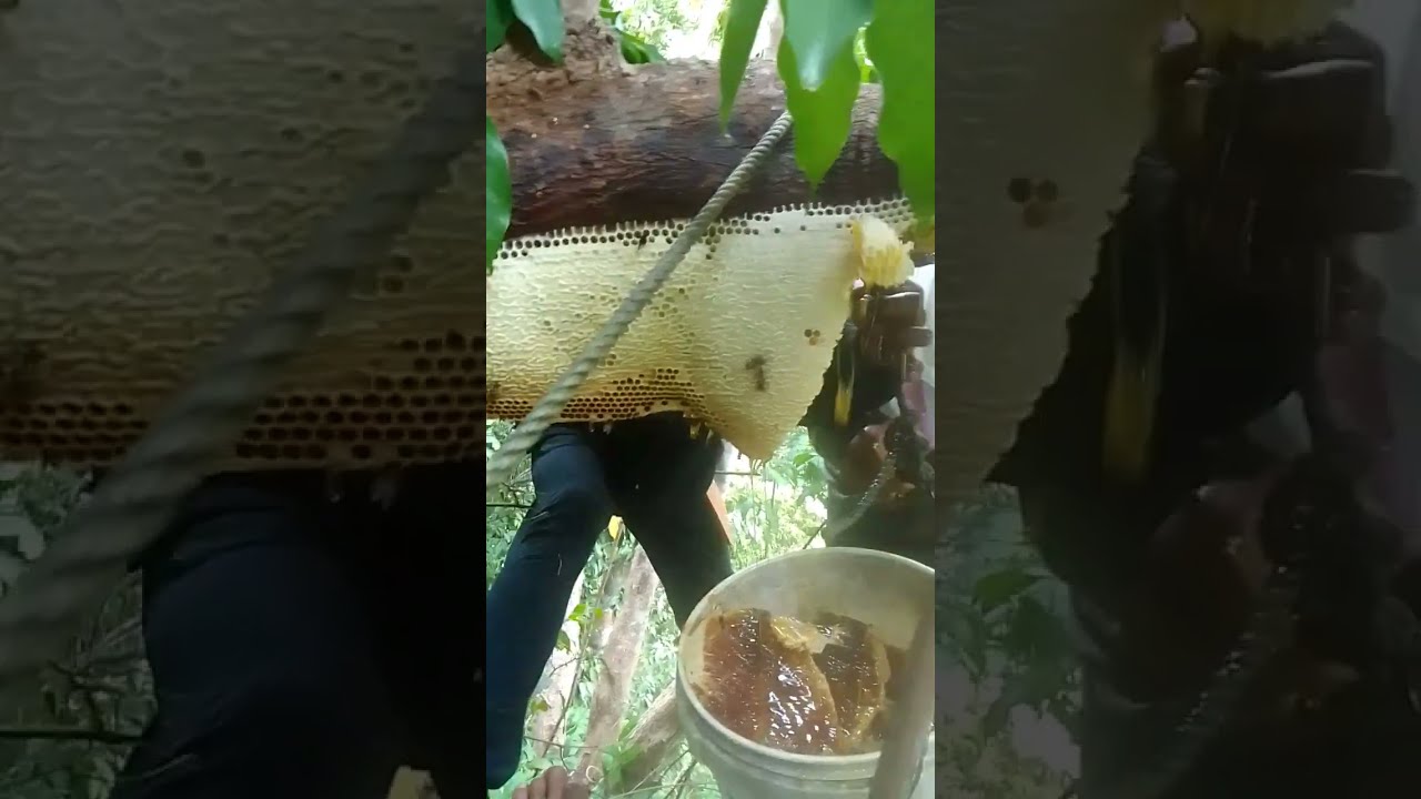 naka jackpot din kami Ng maragol 16 litters na honey mga kabaker