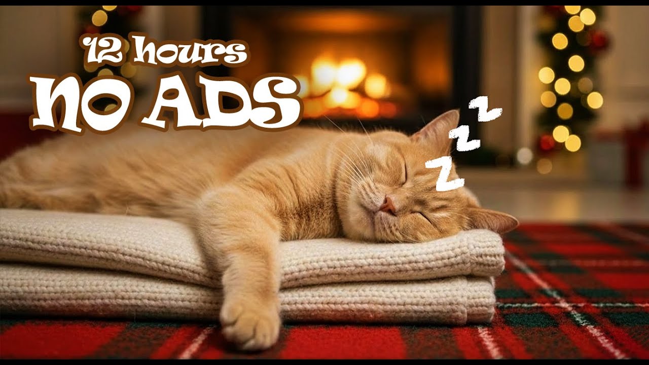 12 Hours UNINTERRUPTED Cat Music for Cat Home Alone | Stress Relief Music for Cats