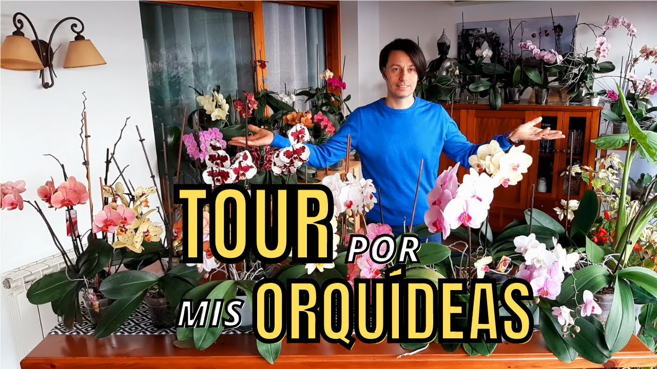TOUR por MI COLECCIÓN DE ORQUÍDEAS phalaenopsis / ORJO'S HOME