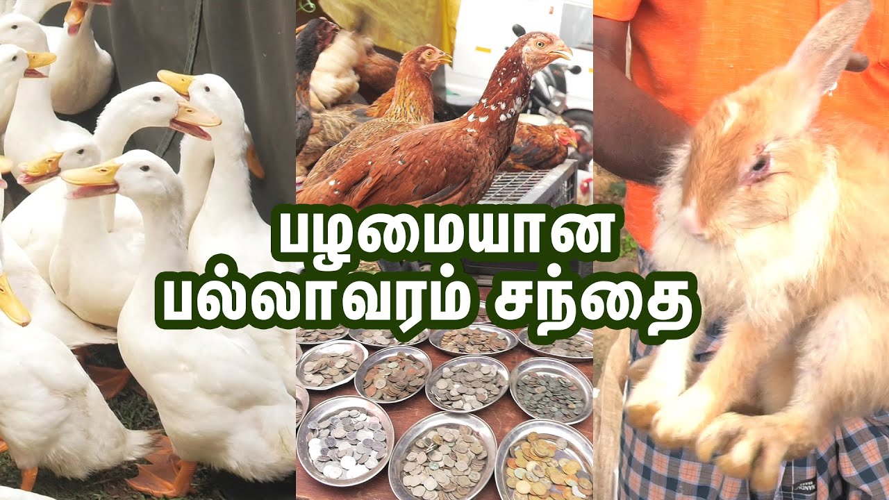 பழமையான பல்லாவரம் சந்தை | Pallavaram Sandhai VLOG Part 1 | Pallavaram Friday Market