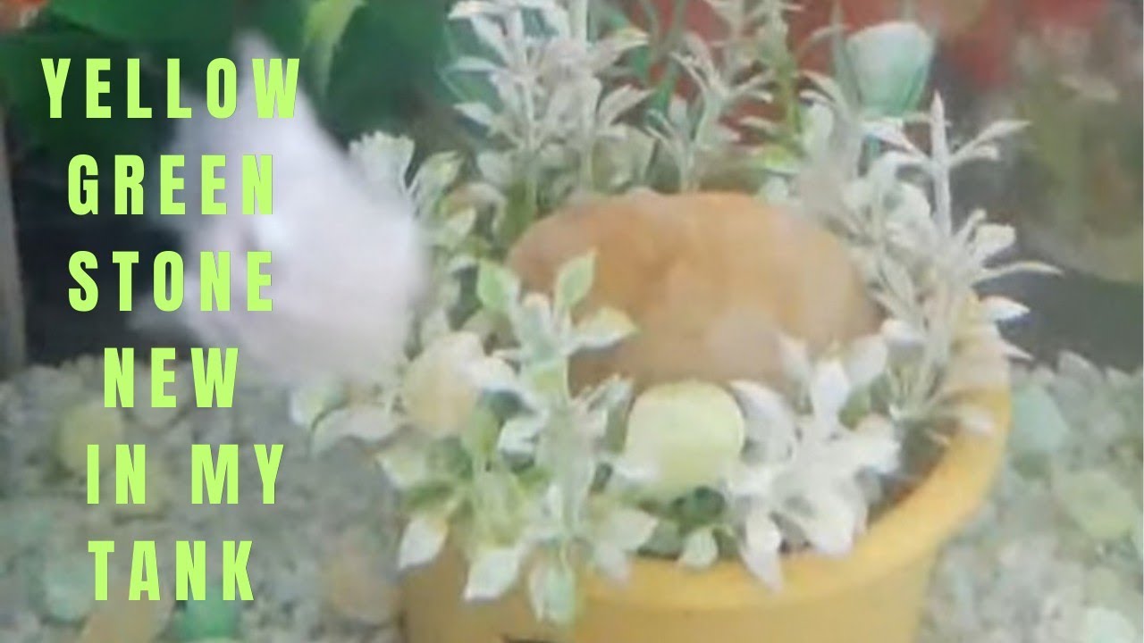 Ideas Ko Tv Live 114 Light yellow green stone new in my tank January 20,2026 #live2026  #fishtank 