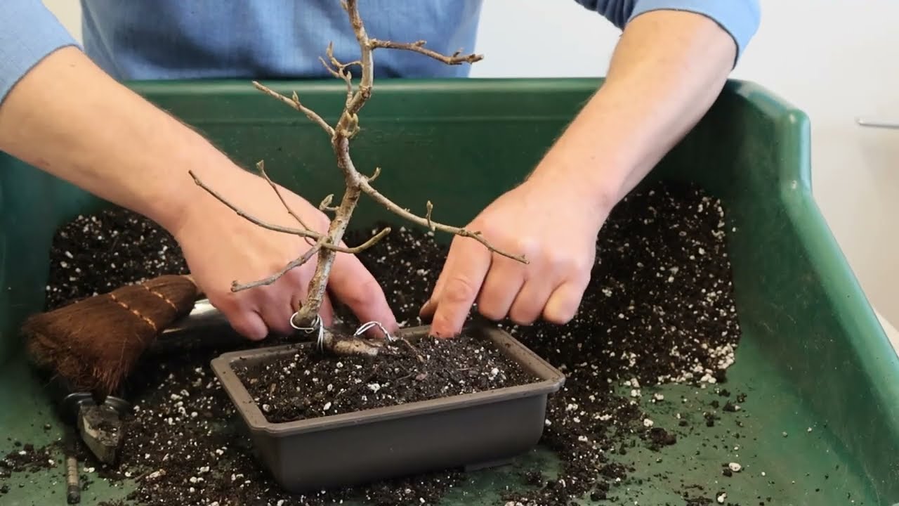 Cotoneaster Prune repot  Feb 2026