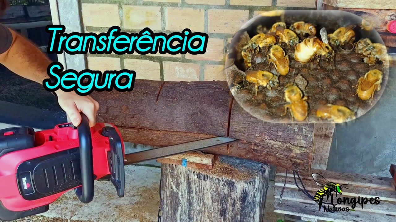Transferência completa parte 2 - Parte prática do resgate de abelha sem ferrão em detalhes #jatai
