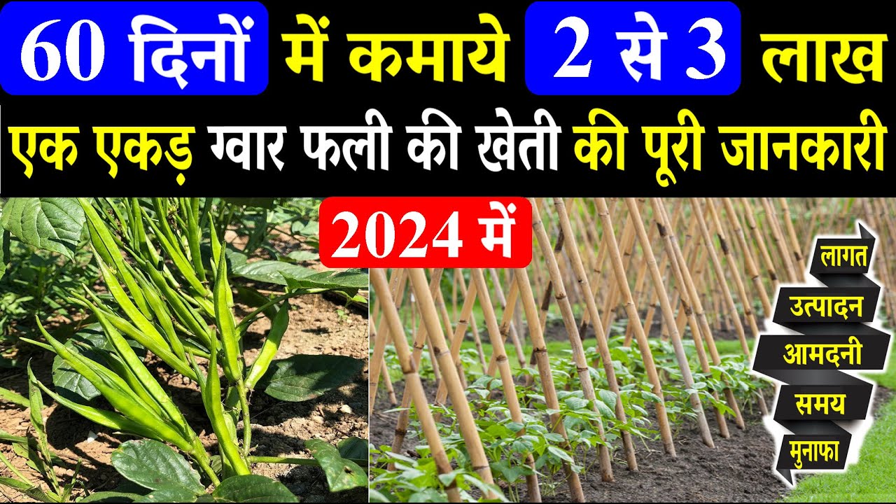 एक एकड़ ग्वार फली की खेती में लागत, आमदनी और प्रॉफिट की जानकारी | Cluster Beans Farming In India