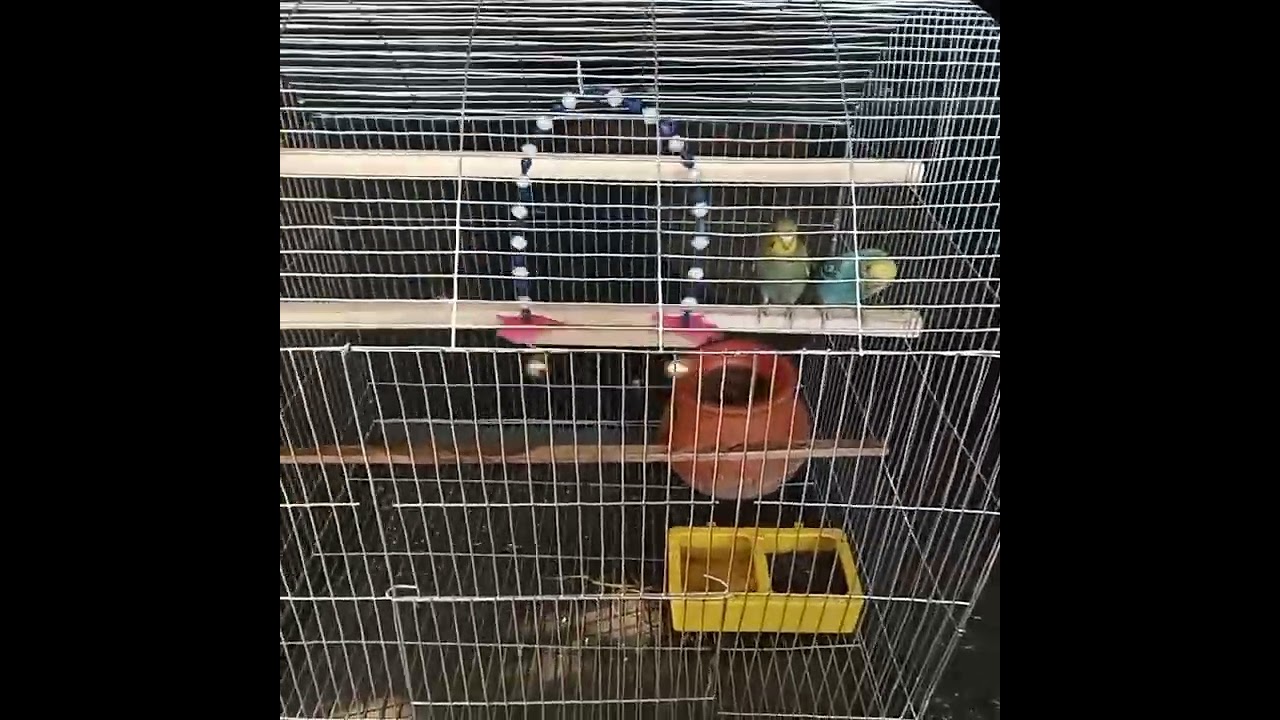 Lovebird#beautifulbird#lovelysound