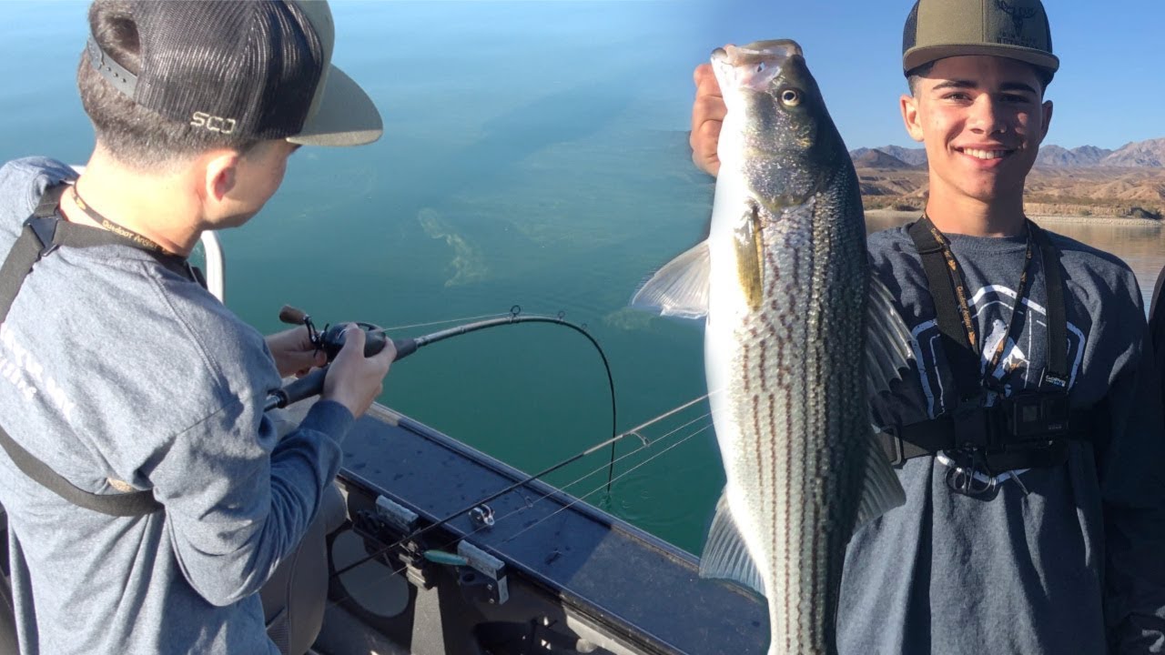 Epic Striped Bass Fishing! Colorado River System Monsters!