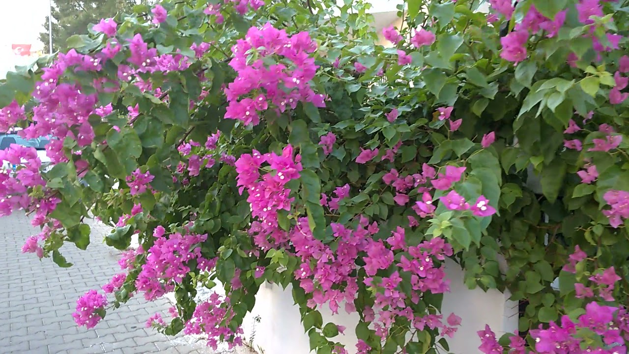 гуляем по Ситилеру, Мармарис, Турция walking around Siteler, Marmaris, Turkey