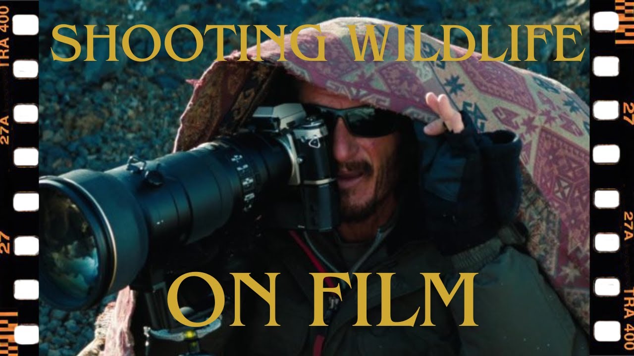 Wildlife Photography on Film
