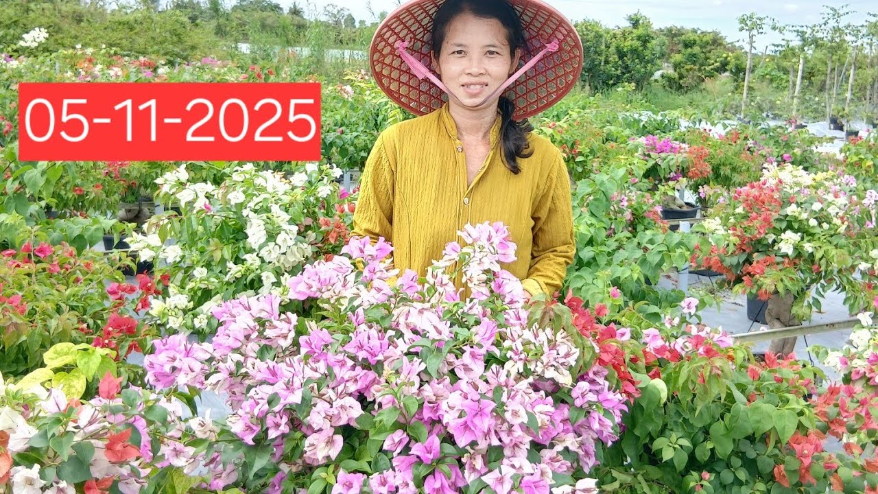 Hoa giấy thu lan Sa Đéc giao lưu Hoa giấy siêu bông bao ship toàn quốc lh 0775755989