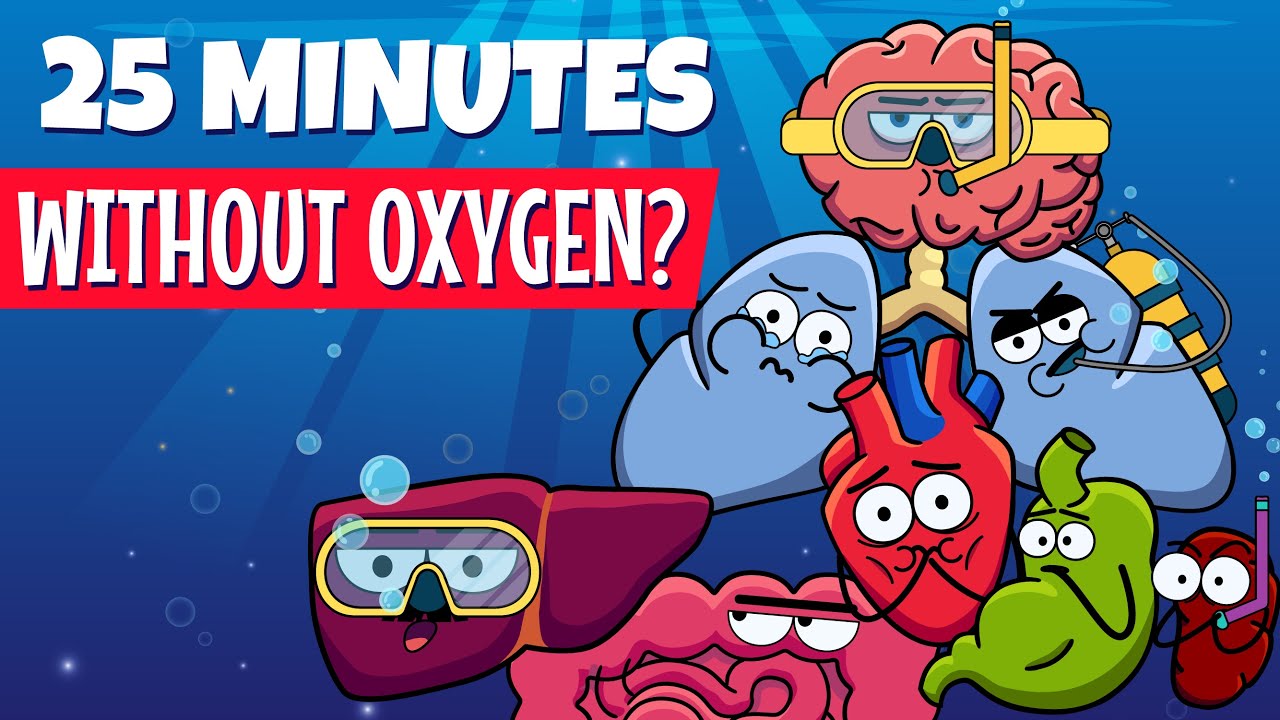 Your Organs Without Oxygen | Organismo
