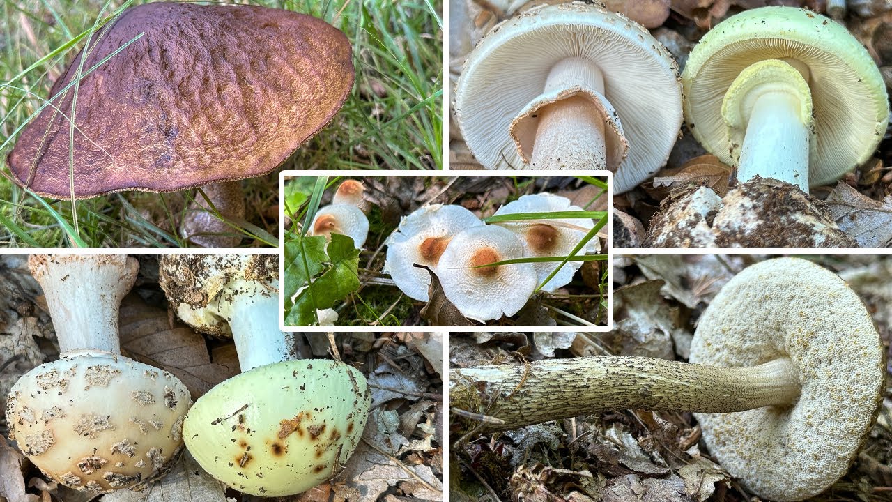 Raufußröhrlingshabitat entdeckt! Knollenblätterpilze & Raufußröhrlinge im Verlgeich | 19.08.2023