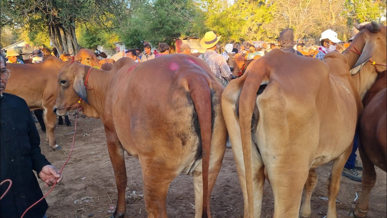 EP.2187 ตลาดนัดโคกระบือ วัน อังคาร 3 ก.พ. 2569 #เดินดูวัวงาม #ราคาวัว | chợ gia súc | livestock