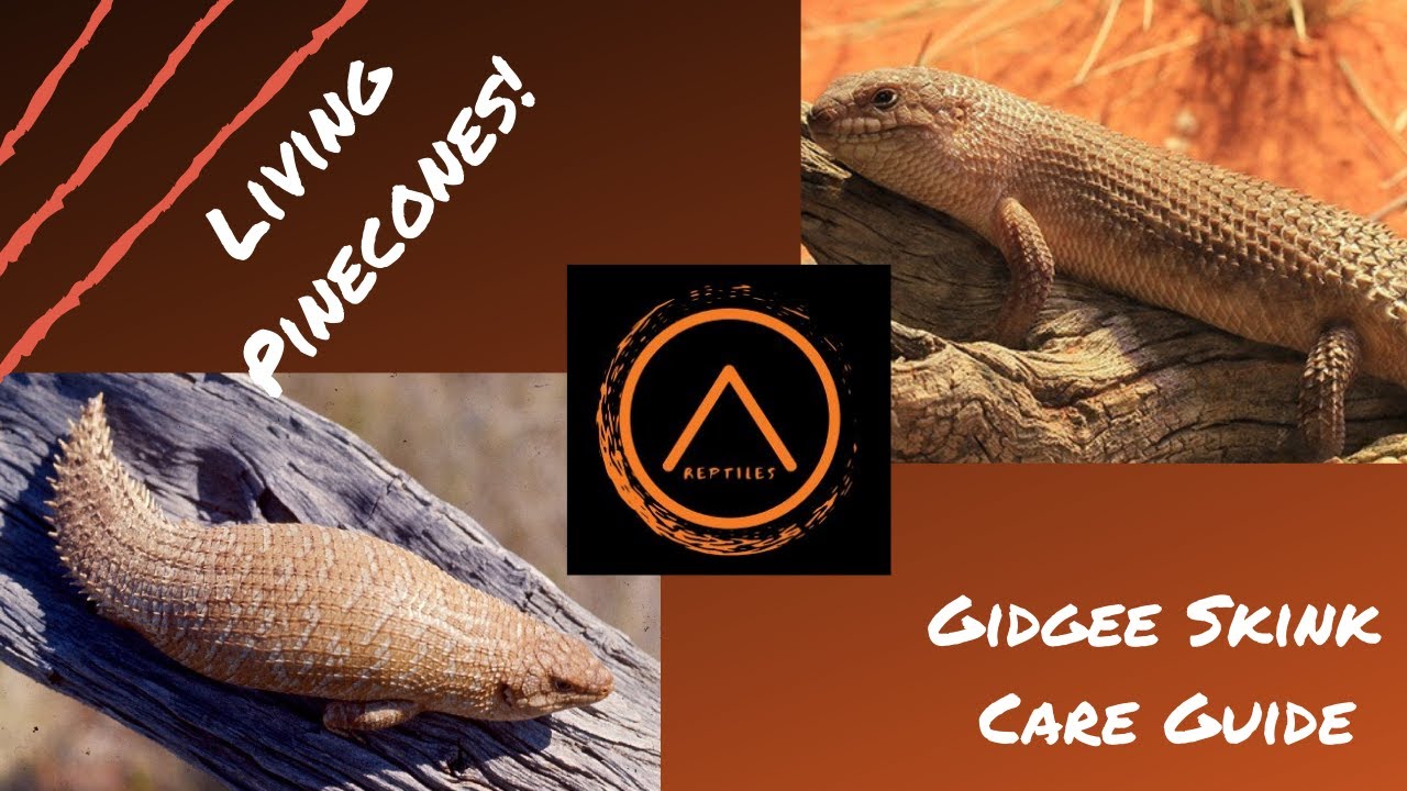 Gidgee Skink Care