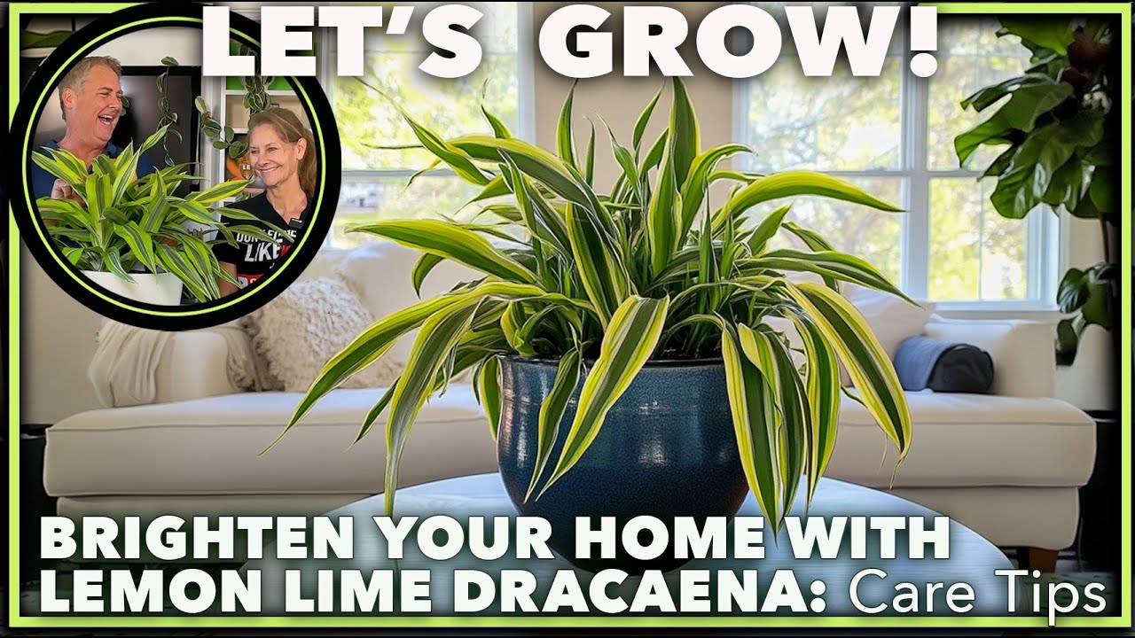 DRACAENA LEMON LIME: Growing and Ultimate Care Guide (with Plant Hacks!)