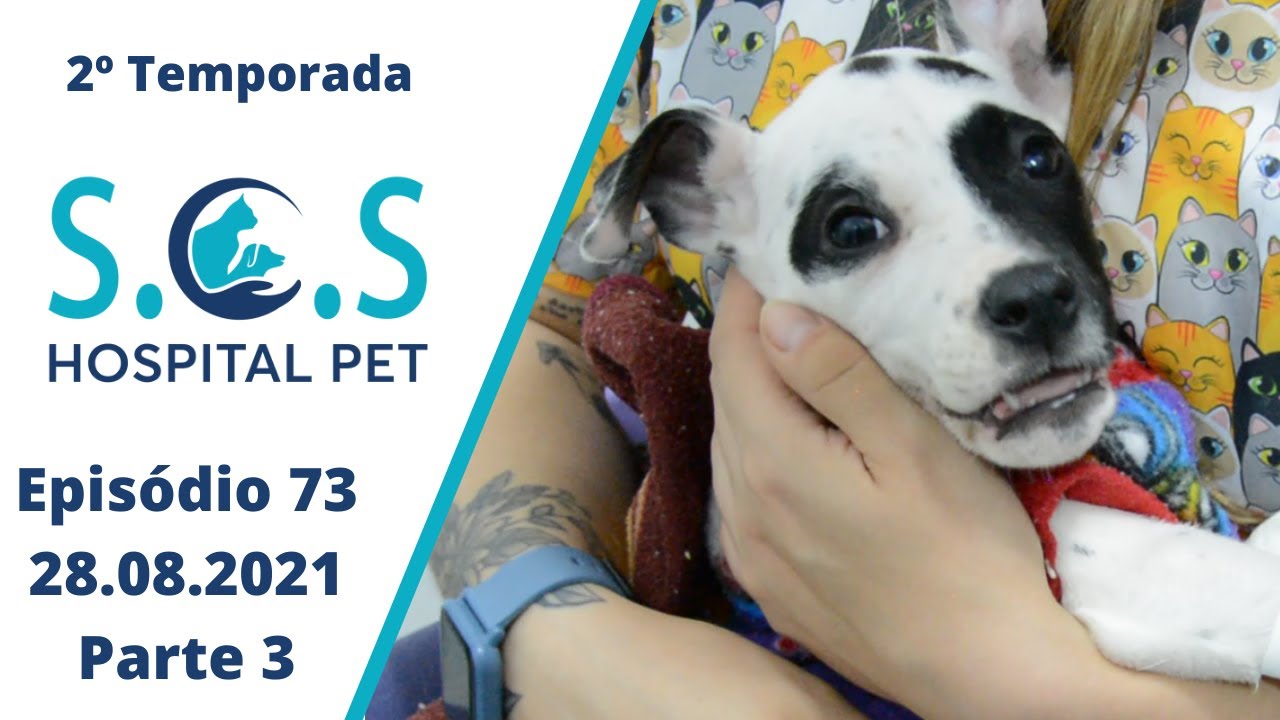 Scooby recebe alta médica - Programa SOS Hospital Pet - 2º Temporada