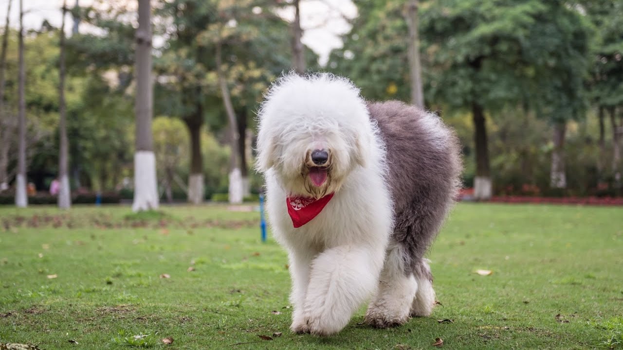Raising an Old English Sheepdog Puppy: Training Tips & Tricks