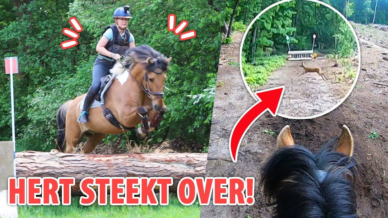 HERT SPRINGT VOOR ONZE OEFENCROSS HINDERNIS! | felinehoi VLOG #447