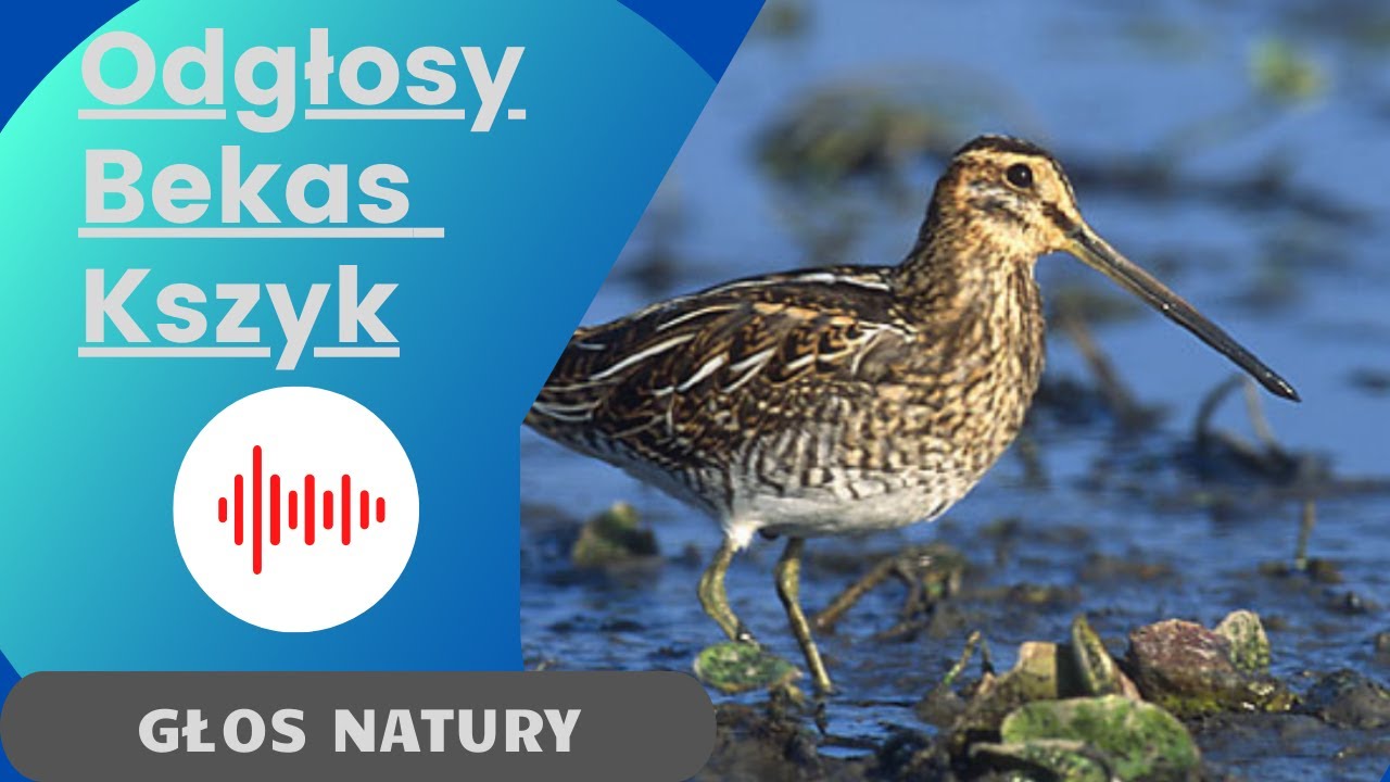 Bekas Kszyk. Odgłosy Bekasa. Dźwięki ptak&oacute;w Bekas