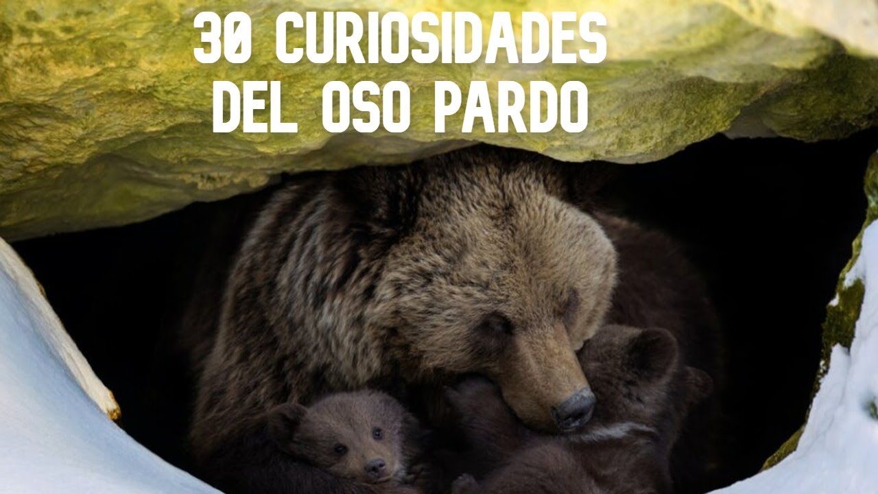 30 Curiosidades de los osos pardo