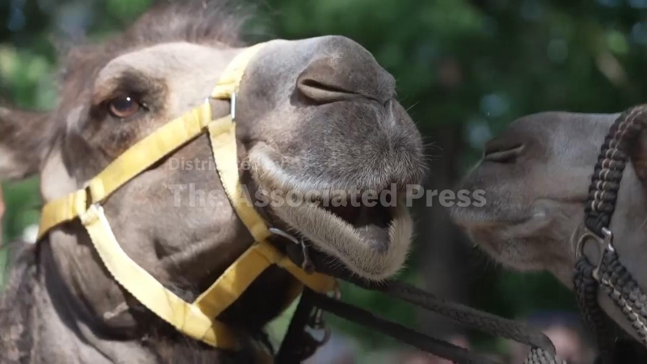 Camels led through Budapest as activists highlight Hungary's drought crisis