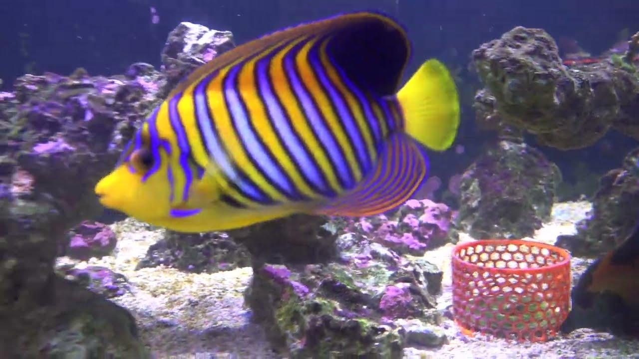 Waterbox Infinia Frag 175.6 | Macro algae growth (coralline, new frags, baby cleaner shrimp update)