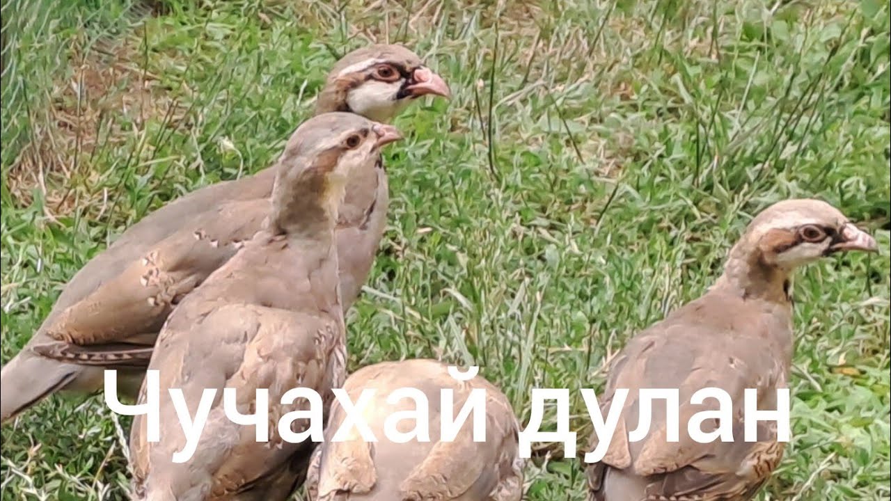 ДУЛАН ЧУЧА ФУРУШИ ! 935151532 ЯК ЛАЙК??