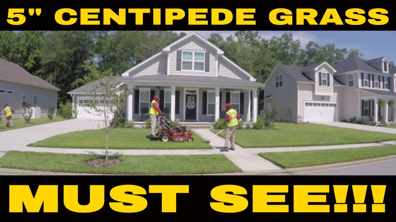 Mowing Centipede grass at a height of 5 inches.