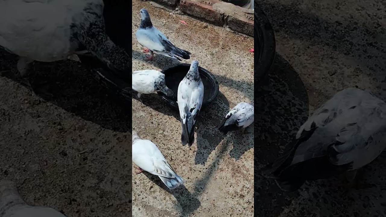 Pigeon update video ek new kabootar liye hai 