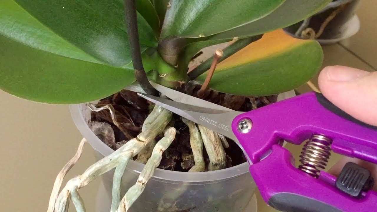 Pielęgnacja orchidei krok po kroku dla początkujących