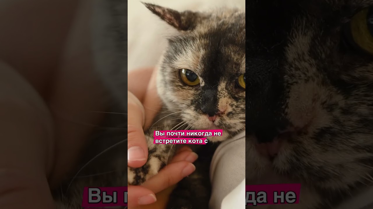 Черепаховый окрас! У кого такая красавица кошка? Отмечайтесь в комментах! 👇 #cats
