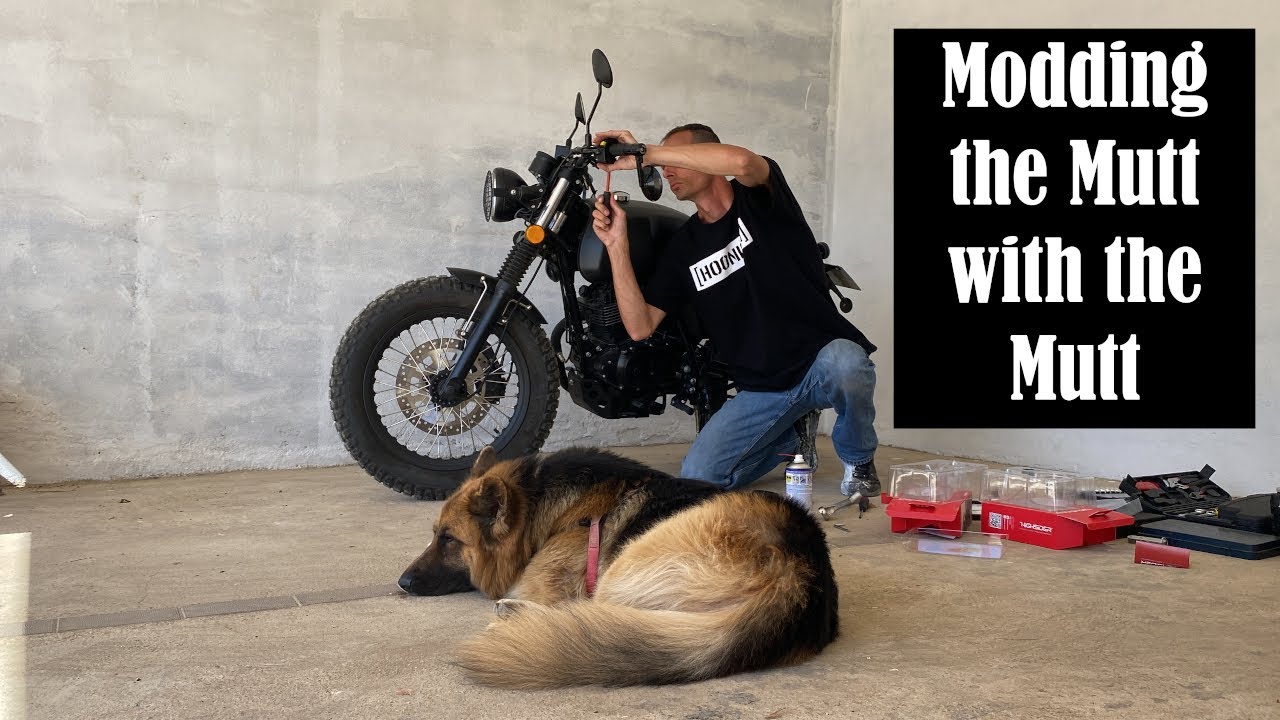 Installing bar end mirrors with the dog - Mutt Akita