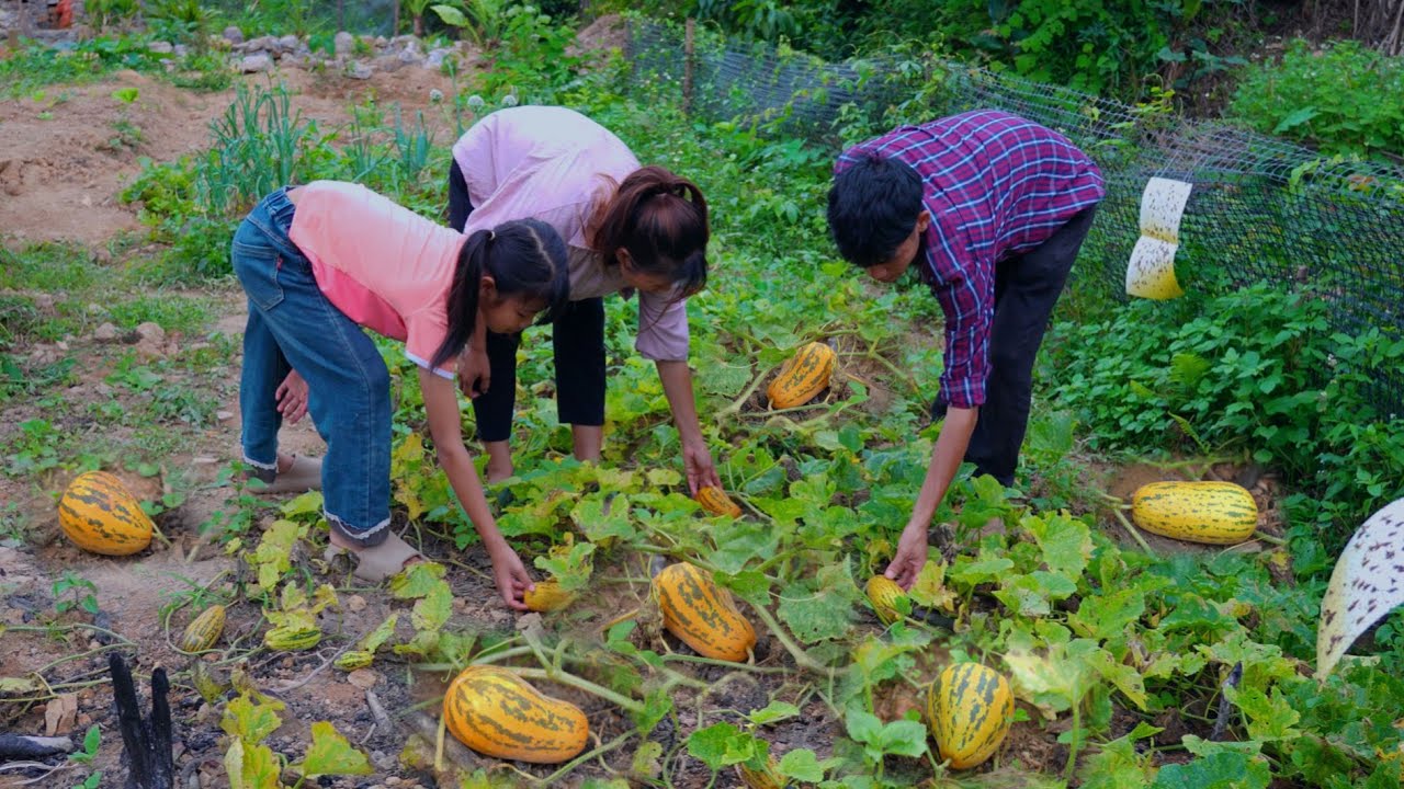 Young Family Harvesting Melons In Garden / Build Duck Lake / Cooking Snails Caught From Swamp