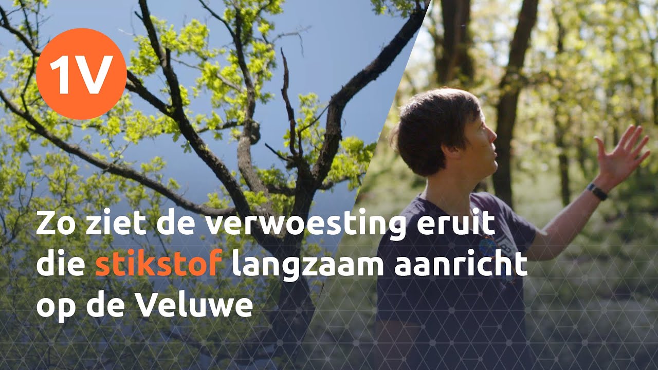 Dit zijn de gevolgen van stikstof op de Veluwe