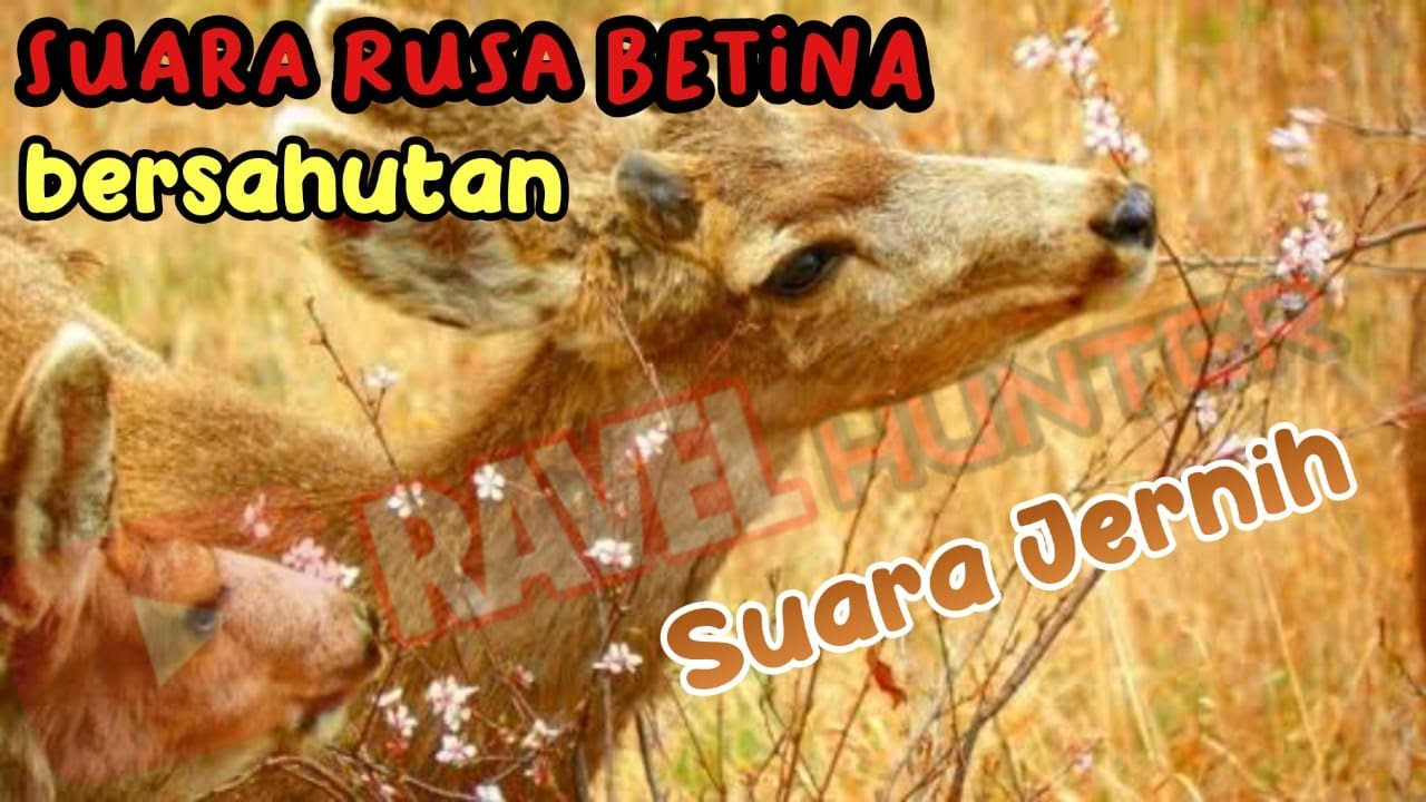 Suara Rusa Betina (suara BERSAHUTAN) - JERNIHHHHH