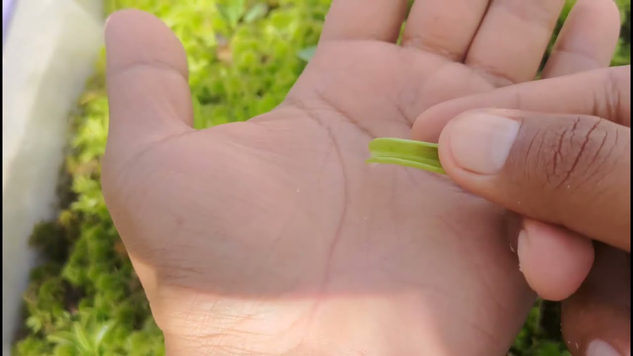 Pinguincula Primuliflora and Moranensis Easy Propagation Guide.