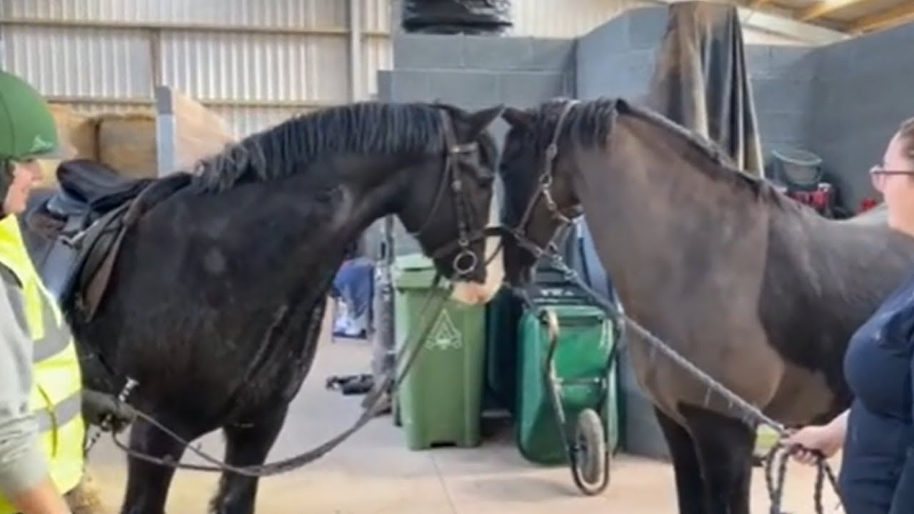 Horse best friends finally reunited after years apart #Shorts