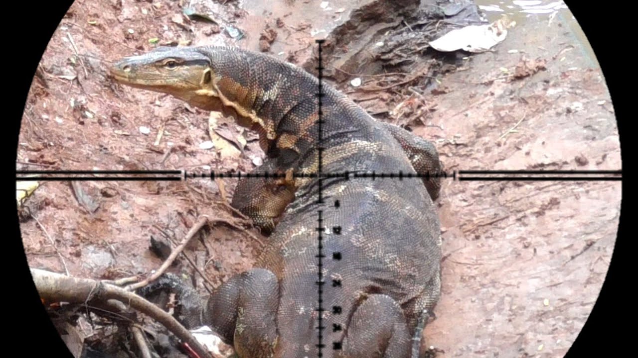 BERBURU MBAHNYA BIAWAK