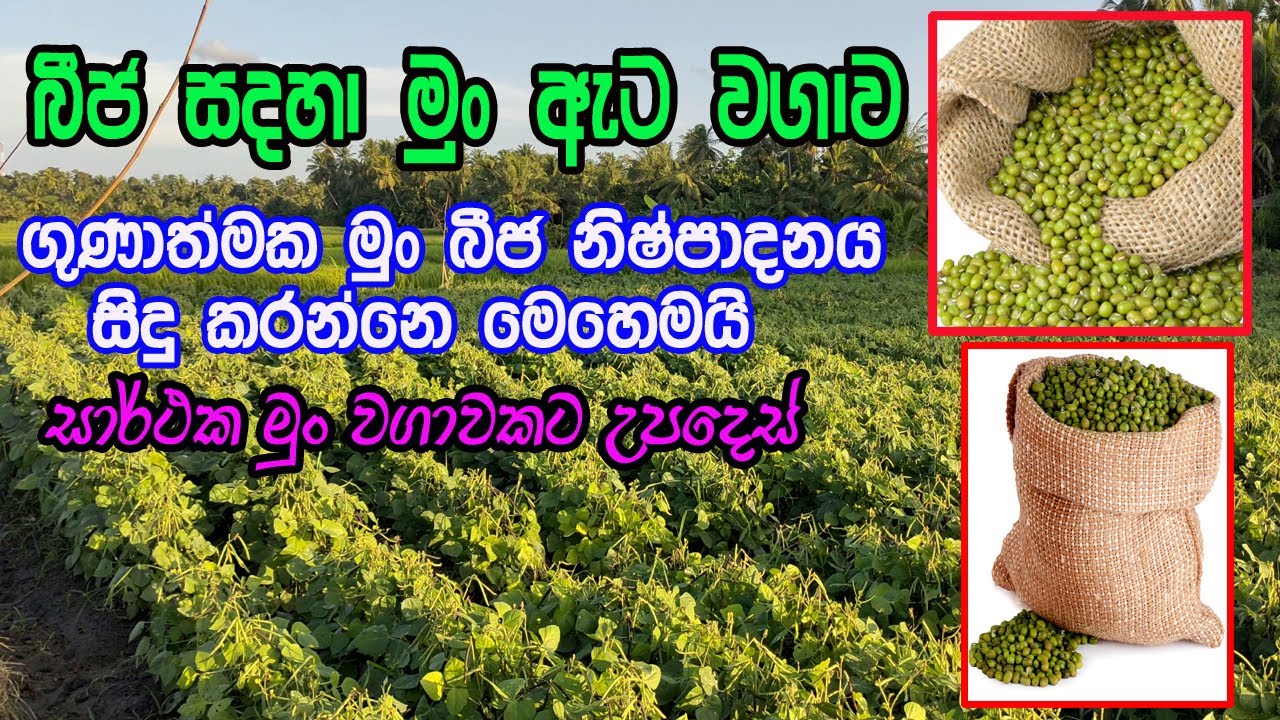 බීජ සදහා මුංඇට නිෂ්පාදනය | Mun Wagawa Sinhala | munata wagawa | මුං වගාවට අත්වැලක්  | mun wagawa