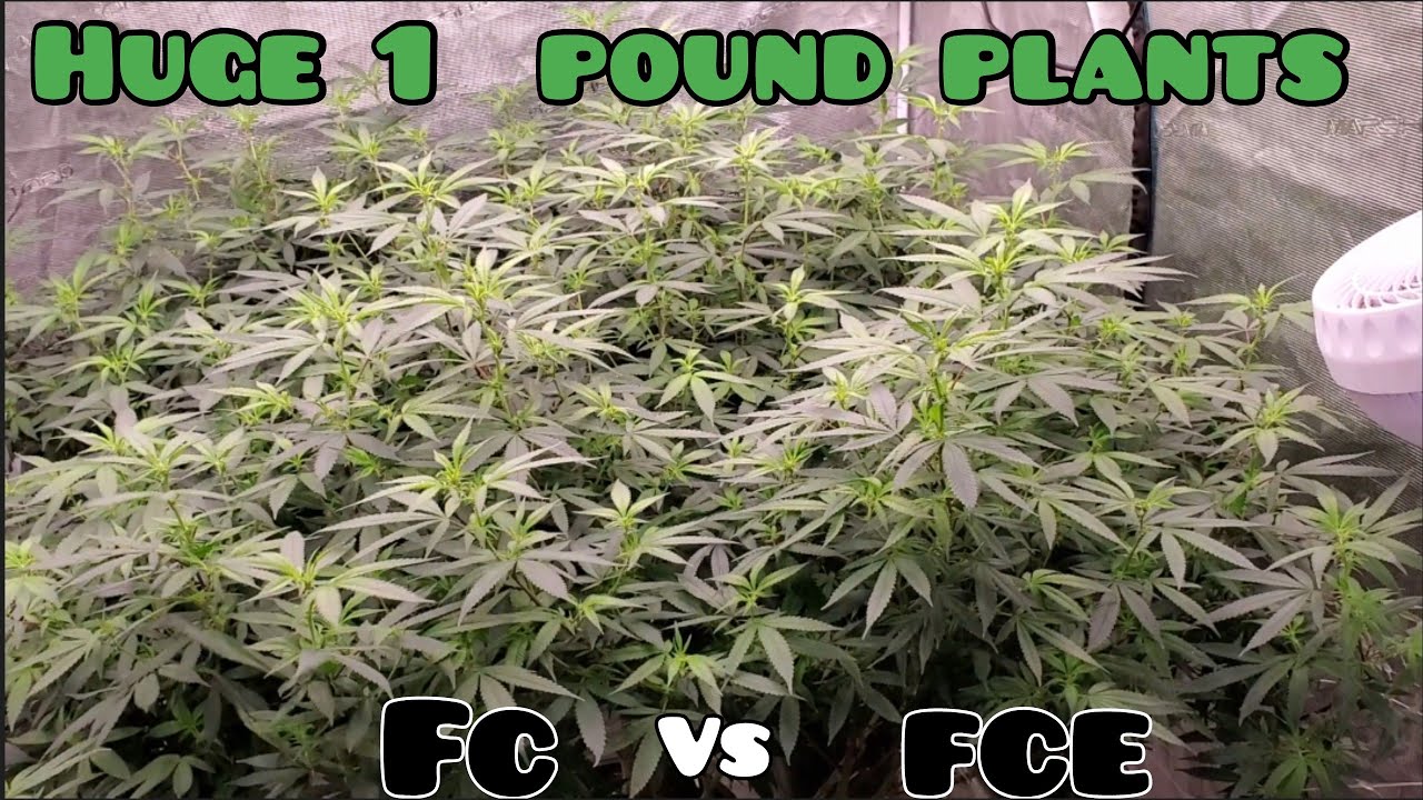 Huge 1 Pound plants Part 2 Mars hydro FC vs FCE. Day 88/Day 7 Flower