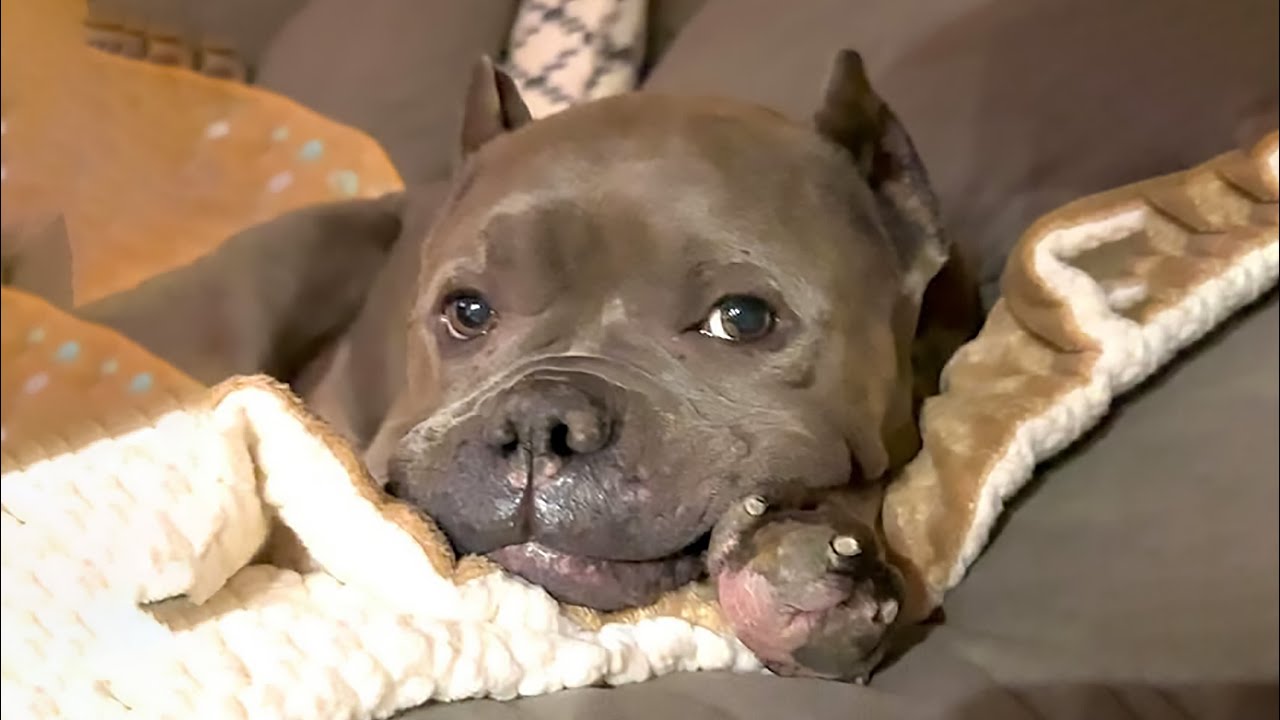 This Pit Bull Was Abandoned and Afraid&hellip; But She Found a Family