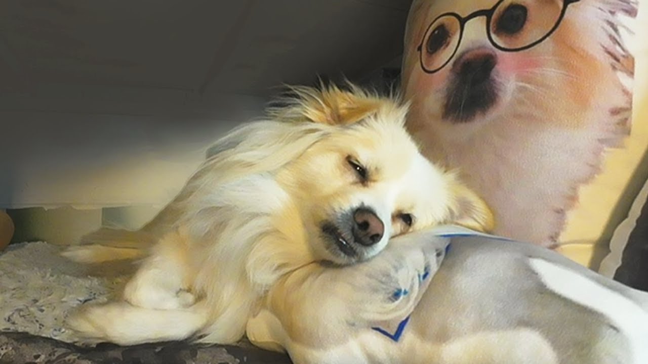 Doggy Bao's live 0205-3