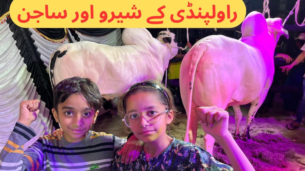 Mohally k Janwar 🤣 | dangerous Cow | Qurbani videos 