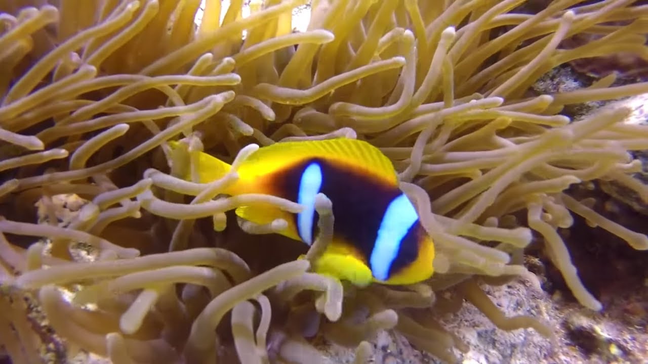 Nemo Paradise, Marsa Ghazlani, Ras Mohammad, Red sea Egypt Scuba Diving 2018