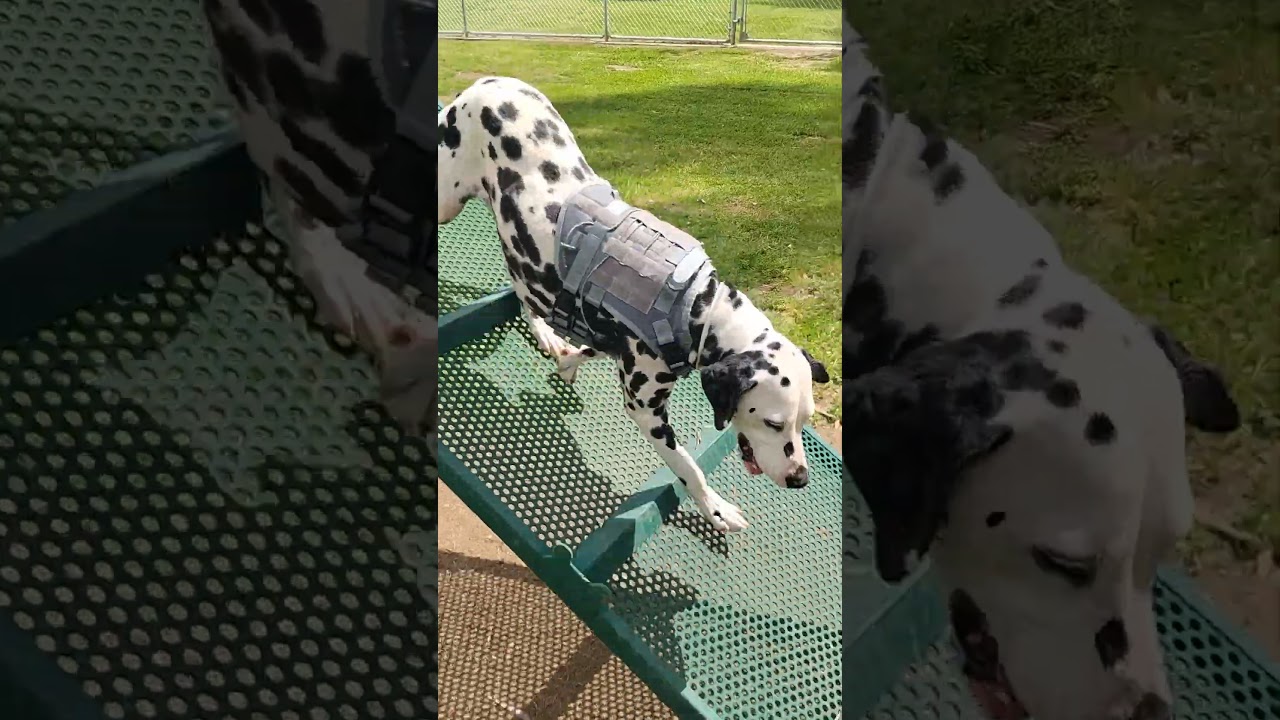 dog park play day