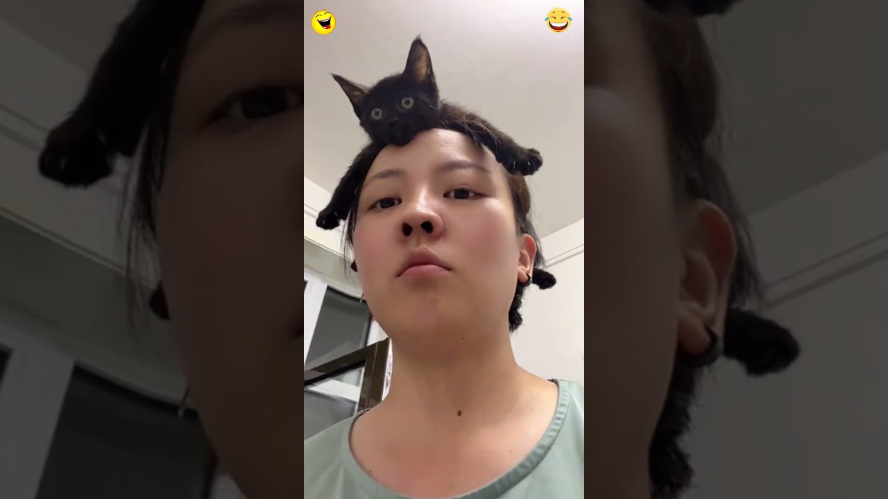 #funny #cutecats #funnyanimals #pets #cutcats